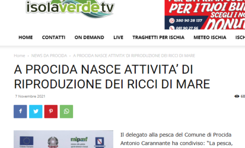 A PROCIDA NASCE ATTIVITA’ DI RIPRODUZIONE DEI RICCI DI MARE