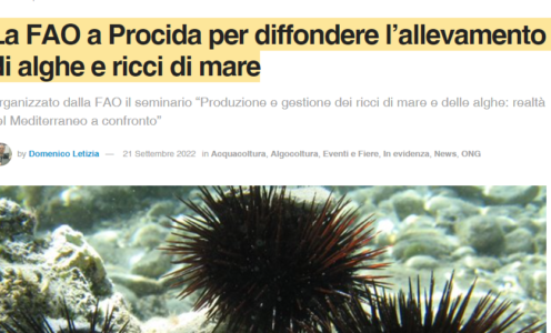 La FAO a Procida per diffondere l’allevamento di alghe e ricci di mare