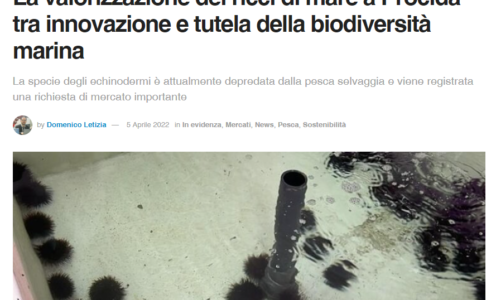 La valorizzazione dei ricci di mare a Procida tra innovazione e tutela della biodiversità marina