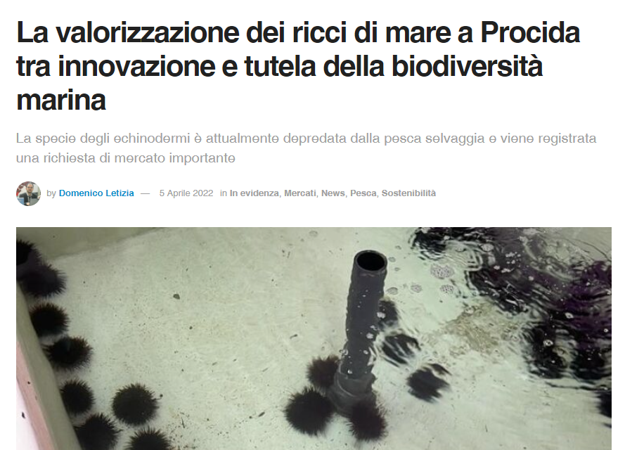 La valorizzazione dei ricci di mare a Procida tra innovazione e tutela della biodiversità marina